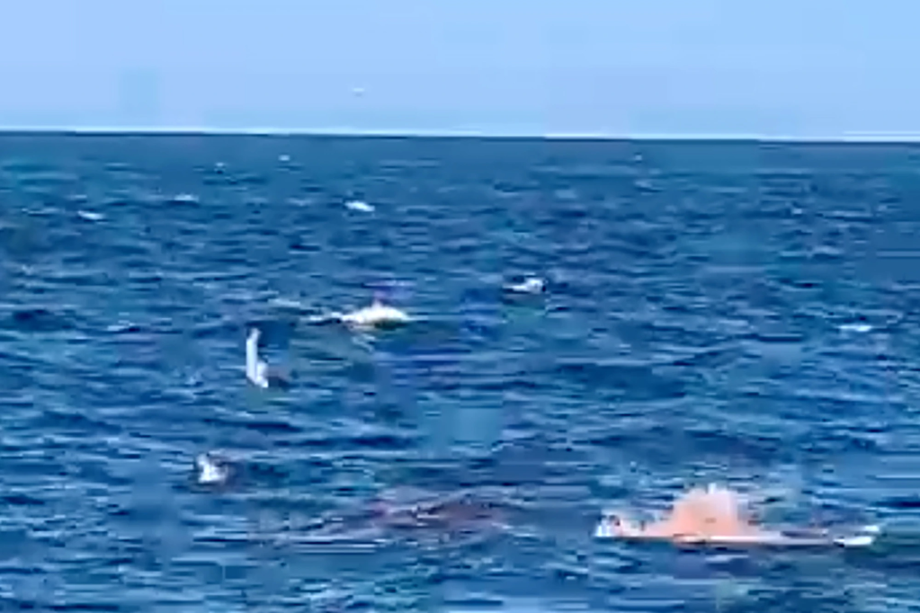 Un grande squalo bianco divora a morte un nuotatore, mentre le riprese video catturano una scena orribile.