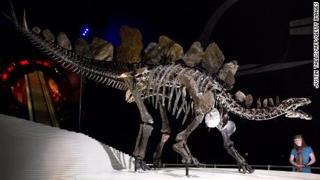 Il fossile di Stegosauro recentemente scoperto è il più antico del mondo