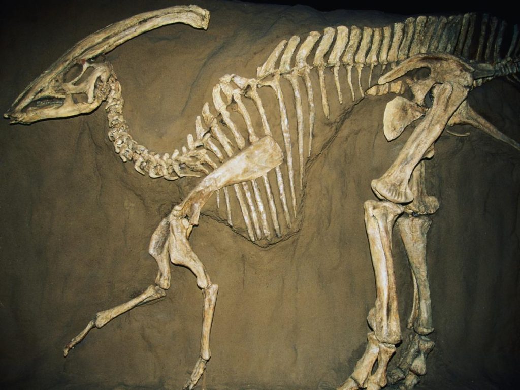Un uomo ha trovato un fossile di dinosauro vecchio di 70 milioni di anni, ma lo ha tenuto segreto per due anni