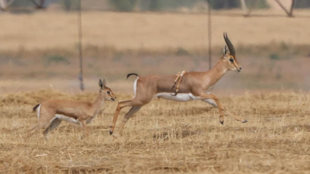 Un cervo a sei zampe è stato avvistato in Israele