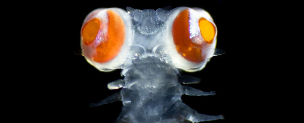 Questo verme inquietante ha una vista eccezionale e gli scienziati non sanno perché: ScienceAlert