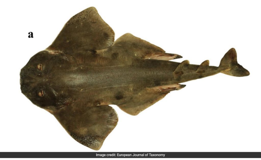 Scomparso dal XIX secolo, un predatore oceanico appare nelle reti dei pescatori cileni