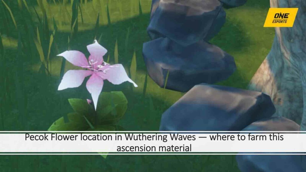Uno screenshot di Pecok Flowers in Wuthering Waves in ONE Esports, che è l'immagine in primo piano dell'articolo "Posizione del fiore di pavone in Wuthering Waves - Dove coltivare questo materiale per l'ascensione"