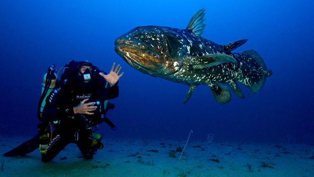 Fotografo degli oceani profondi che ha catturato un "fossile vivente"
