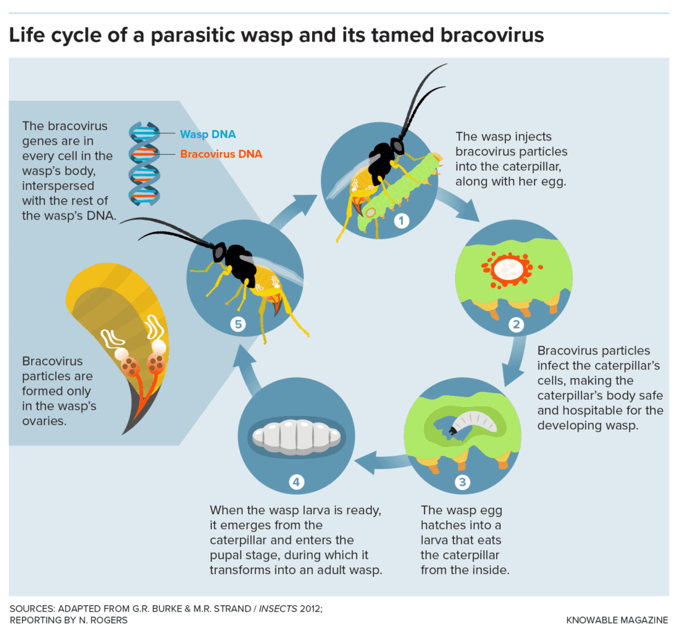 Di seguito sono riportate le fasi della vita della vespa parassita che ospita il bravavirus.
