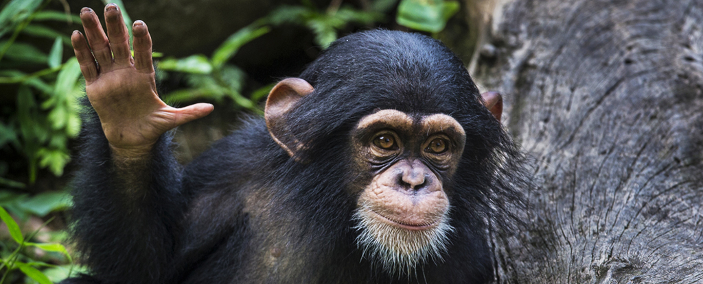 Gli scienziati scoprono che gli scimpanzé hanno “conversazioni” proprio come gli umani: ScienceAlert