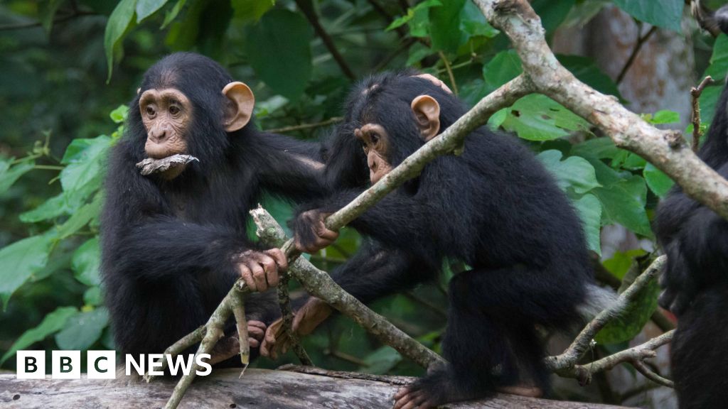Gli scimpanzé condividono uno stile di conversazione “veloce” con gli umani